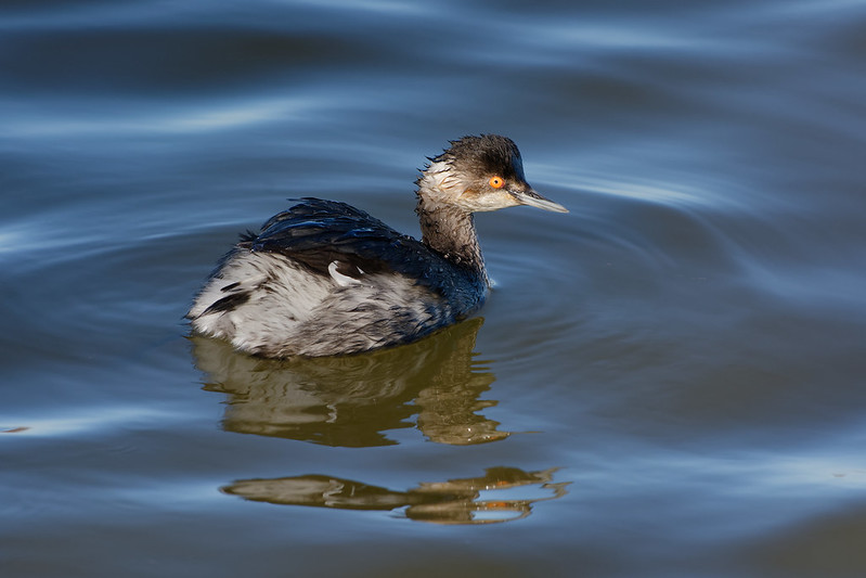 Grebe a cou noir.jpg